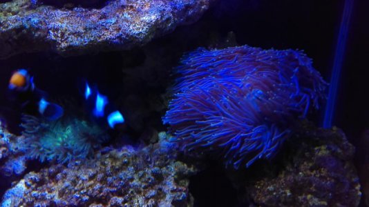 IMAG0097 [74653].jpg