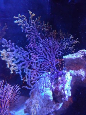 Purple Yellow Fiji Gorg 1.jpg