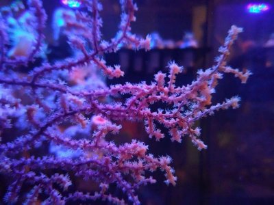 Purple Yellow Fiji Gorg 2.jpg