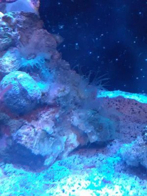 Hidden Cup Corals.jpg