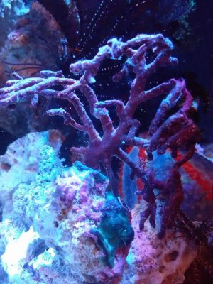 Strange Fiji Gorg.jpg