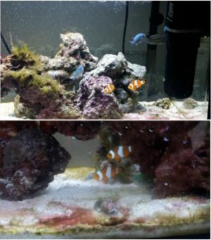 Clowns and Chromis.jpg