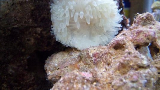 BTA 1  After eating brine.jpg