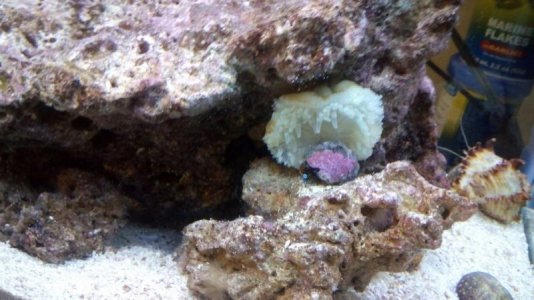 BTA 3 Mouth Shot.jpg