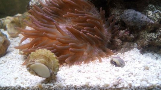 RBTA 3 Moved, Deflated..jpg