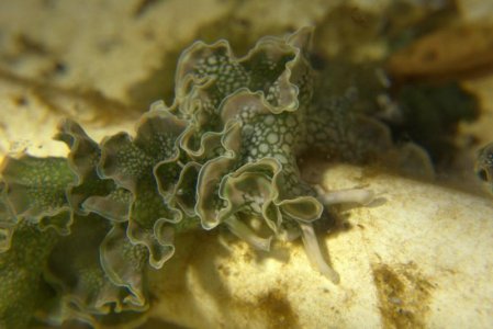 nudi (5).jpg