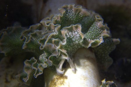 nudi (1).jpg