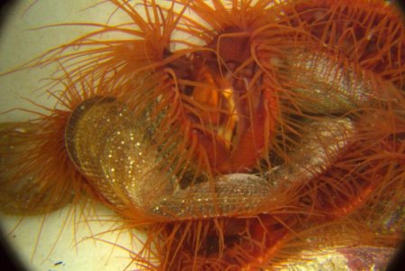 flame scallop (2).jpg