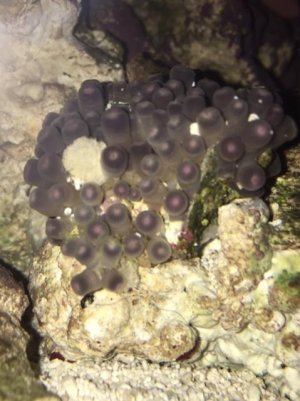 FullSizeRender (2).jpg