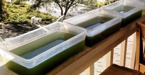 Tigger Pod Cultures.jpg