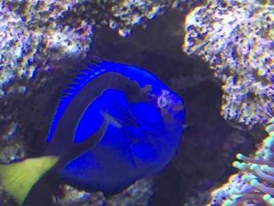 blue tang.jpg