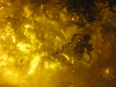 anemome 002.jpg