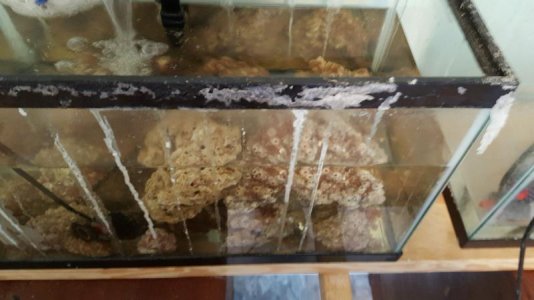 liverock.jpg liverock.jpg