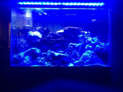 reeftank.jpg