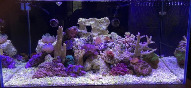 TANK-MEDIUM-SIZE - 1.jpg