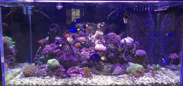 TANK-MEDIUM-SIZE - 2.jpg