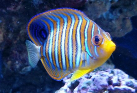 Bali Regal 2016-07-18.jpg