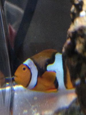 clownfish.jpg