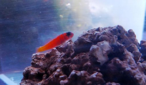 L. dalli 2016 06 18.jpg