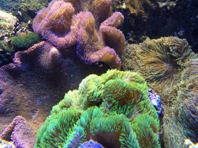 Carpets and carpets.jpg