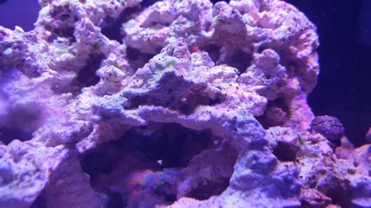 Light Green Algae-Dark Algae Dots 1.jpg