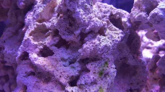 Light Green Algae-Dark Algae Dots 2.jpg