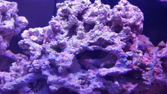 Light Green Algae-Dark Algae Dots 3.jpg