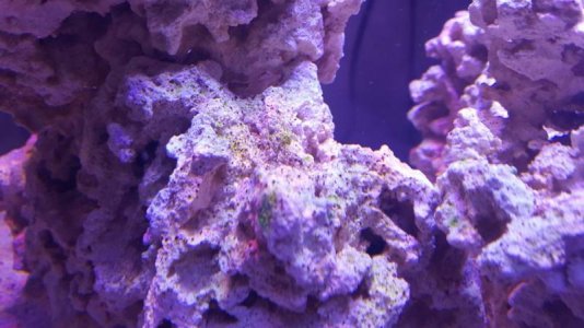 Light Green Algae-Dark Algae Dots.jpg