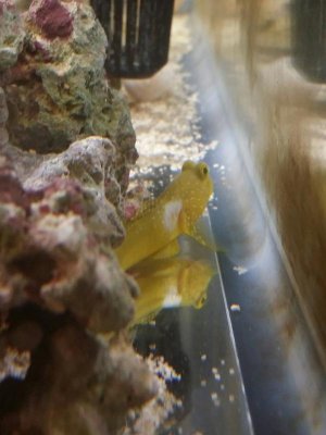 Goby pic.jpg