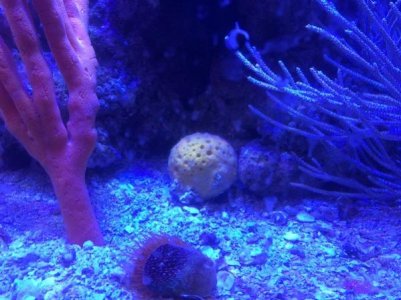 IMG_sponge.jpg