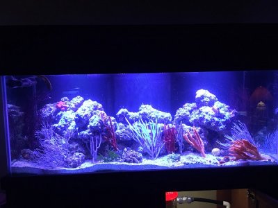 IMG_tank3.jpg