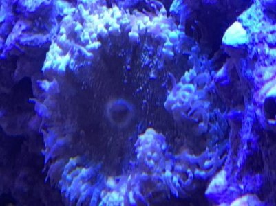 IMG_aneom2.jpg