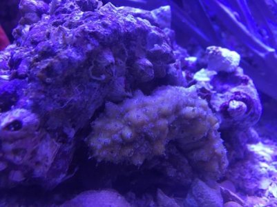 IMG_cuc1.jpg