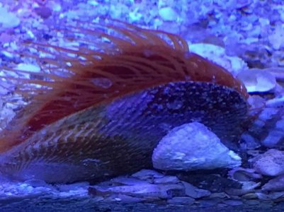 IMG_flame1.jpg