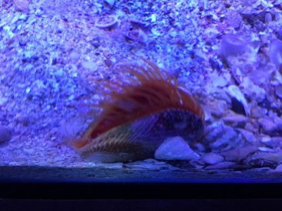 IMG_flame2.jpg