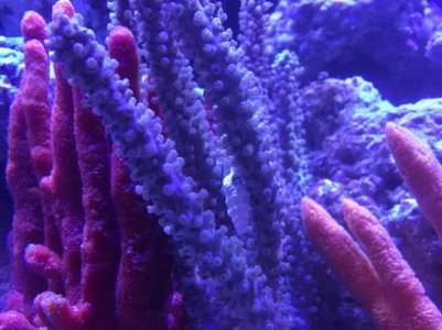 IMG_gord1.jpg