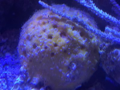 IMG_sponge1.jpg