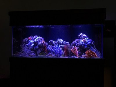 IMG_tank1.jpg