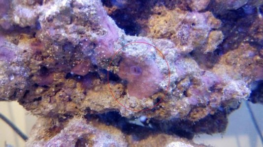 Barrel Sponge.jpg