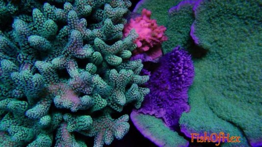 Fullscreen capture 7282016 74635 PM.jpg