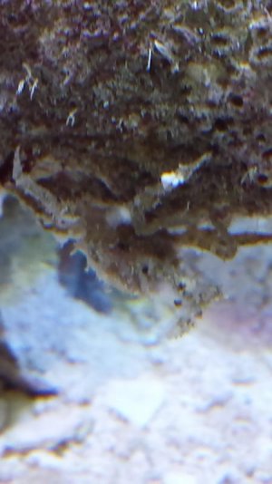 weird crab.jpg