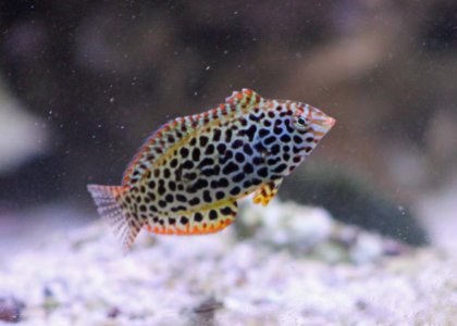 LeopardF2016073101.jpg