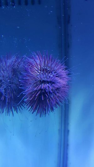 urchin.jpg