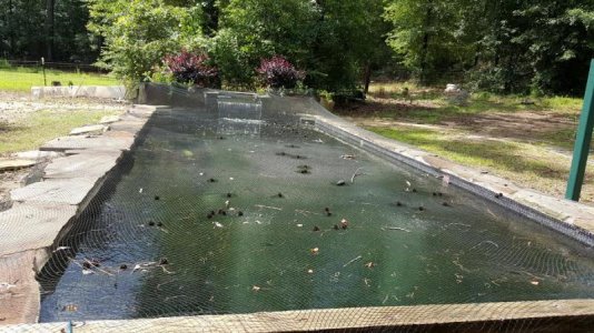 5-31-15 Pond with net.jpg