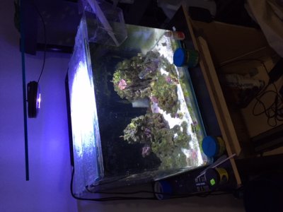 Tank pic.JPG