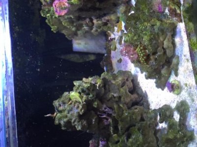 tank pic 2.jpg