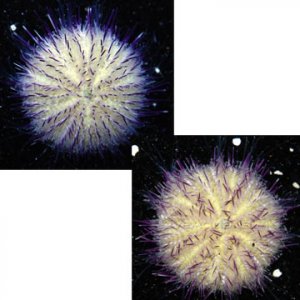 urchin.jpg urchin.jpg
