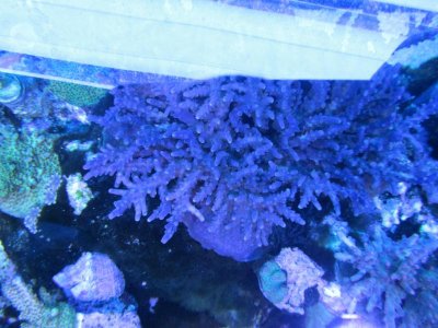 tanzanite top down.jpg