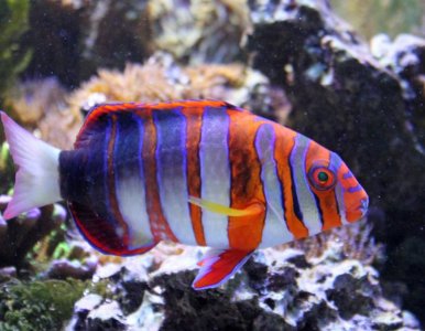 HarlequinTusk2016080701.jpg