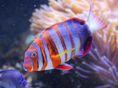 HarlequinTusk2016080702.jpg